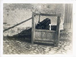 Auenhof, Kreis Gumbinnen Purpesseln,  Kälberbett  