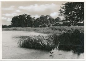  Spirdingsee, Schilfufer II Шпирдингзее, тростниковый берег, II