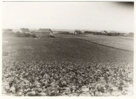 Wittingen (Ostpr.), Kreis Lyck 