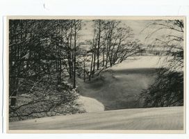 Rossitten Kr. Samland, Kreis Samland Rossitten Kr. Samland, Wanderdüne verschüttet einen Wald Kurische Nehrung, Dünen