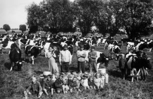 Groß Scharlack, Kreis Labiau Groß Scharlack, Rinderherde mit Schweizer und Familie 