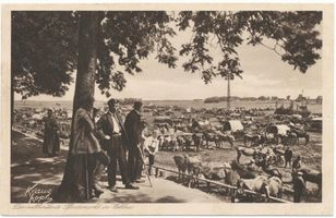 Wehlau, Kreis Wehlau Wehlau, Pferdemarkt IX Велау, конный рынок, IX