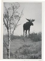  Kurische Nehrung, Elche, Elk blickt auf die Wanderdüne Куршская коса, лоси, Эльк смотрит на блуждающую дюну