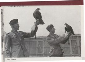 Ortelsburg, Stadt, Kreis Ortelsburg Ortelsburg, Falkenhof, Die Jagdfalken müssen an ihre Träger gewöhnt werden 