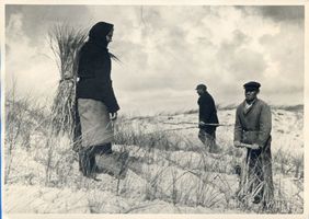  Kurische Nehrung, Bepflanzen einer Düne Kurische Nehrung, Dünen