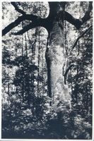 Georgenswalde, Kreis Samland Georgenswalde, Eichen unter Naturschutz an der Samlandküste Samländische Steilküste