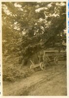 Ludwigsort, Kreis Heiligenbeil Ludwigsort, 1000 jährige Eiche 