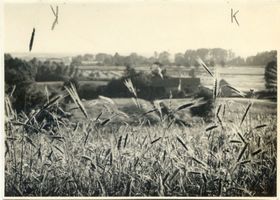  Lötzen, Getreideähren in masurischer Landschaft 