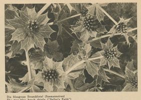  Kurische Nehrung, Die blaugraue Stranddistel (Seemannstreu) 