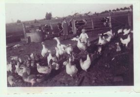 Mauenwalde, Kreis Gerdauen 