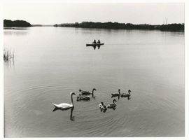  Schoßsee, Schwäne auf dem See Masurische Seen