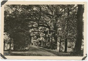 Steinort Kr. Angerburg, Ort, Kreis Angerburg Steinort Kr. Angerburg, Eichenallee IV Штайнорт, уезд Ангербург, дубовая аллея, IV