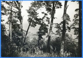 Schwarzort, Kreis Memel Schwarzort, Durchblick zum Haff II 