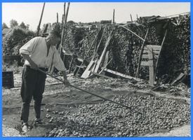 Gilge, Kreis Labiau Gilge, Zwiebelernte, Ausbreiten der Zwiebeln zum Trocknen III 