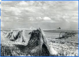 Neuhäuser, Kreis Samland Neuhäuser, Kornfeld 