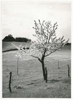  Krs. Elbing, Elbinger Höhe, Frühlingslandschaft bei Lenzen II Frische Nehrung - Frisches Haff