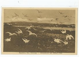 Rossitten Kr. Samland, Kreis Samland 