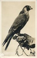 Ortelsburg, Stadt, Kreis Ortelsburg Ortelsburg, Falkenhof, Beizfalke auf der Faust 