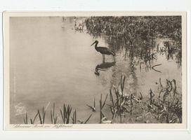  Kurisches Haff, Schwarzstorch am Haffstrand 