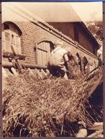  Ebenrode (Kreis), Kinder laden Stroh ab Эбенроде (район), дети разгружают солому
