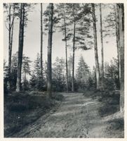 Königsberg, (Kreis) Kaporner Heide, Waldweg 