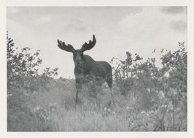  Kurische Nehrung, Elch  Elk der Schaufler, die Schaufeln haen fast ihre endgültige Form gefunden Elche