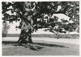  Niedersee (See), Heideneiche am Niedersee II Masuren, Niedersee