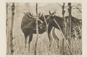  Kurische Nehrung, Elin mit Stangenhirsch verharren in zärtlicher Gebärde Куршская коса, лосиха Элин с оленем-рогачом застыли в нежном жесте