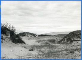  Kurische Nehrung, Dünen II Куршская коса, дюны, II