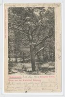 Schwarzort, Kreis Memel Schwarzort, Versandete Kiefern 