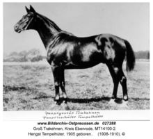 Groß Trakehnen, Kreis Ebenrode  
