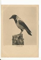 Rossitten Kr. Samland, Kreis Samland Rossitten Kr. Samland, Vogelwarte, Nebelkrähe 