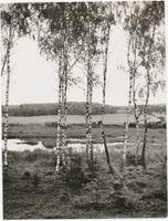  Johannisburger Heide, Heidelandschaft Йоханнисбургская пуща, пейзаж пустоши