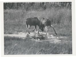  Kurische Nehrung,  Zwei junge Elche, ein Sechsender und ein Gabler II Elche