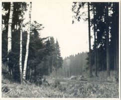 Borken Kr. Angerburg, Kreis Angerburg Borken Kr. Angerburg, Auf der Borker Heide Боркен, р-н Ангербург, на Боркенской пустоши