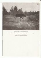  Kurische Nehrung, Elch von der Kurischen Nehrung Куршская коса, лось с Куршской косы