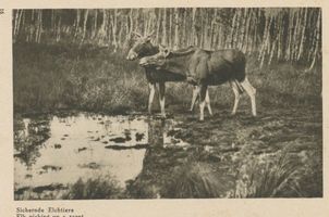  Kurische Nehrung, Sichernde Elche Elche