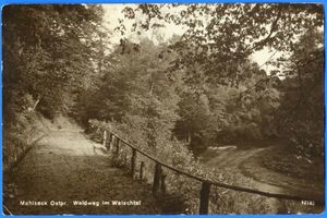 Mehlsack, Stadt, Kreis Braunsberg Mehlsack, Waldweg im Walschtal 