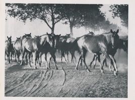 Trakehnen, Kreis Ebenrode Trakehnen, Staatsgestüt, Trakehner 