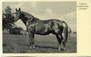 Groß Trakehnen, Kreis Ebenrode Groß Trakehnen, Hauptbeschäler  Dampfross  Groß Trakehnen, Hauptgestüt, Beschäler