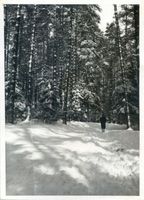 Allenstein, Stadtkreis Allenstein Allenstein, Stadtwald im Winter Allenstein, Stadtwald