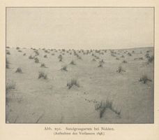 Nidden, Kreis Memel Nidden, Sandgrasgarten bei Nidden Нидден, плантация песчаной травы у Ниддена