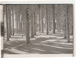  Rominter Heide, Kiefernwald im Winter Rominter Heide