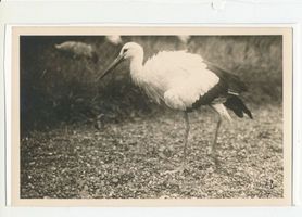  Kurische Nehrung, Storch Куршская коса, аист