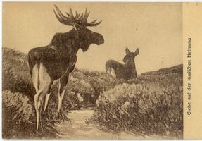  Kurische Nehrung, Elche auf der Nehrung III Elche