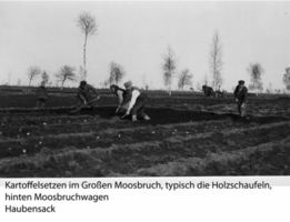  Großes Moosbruch, Kartoffelsetzen Großes Moosbruch, nicht verortete Bildmotive