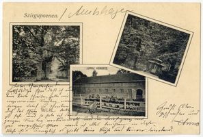Amtshagen, Kreis Gumbinnen Szirgupönen, Zwillingseschen, Pavillon, Junge Hengste 