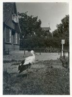 Rossitten Kr. Samland, Kreis Samland Rossitten Kr. Samland, Vogelwarte, Storch II Rossitten Kr. Samland, Vogelwarte