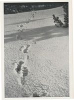  Kurische Nehrung, Elchfährten im Schnee Elche