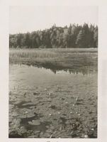  Oberland, Mummeln im See 